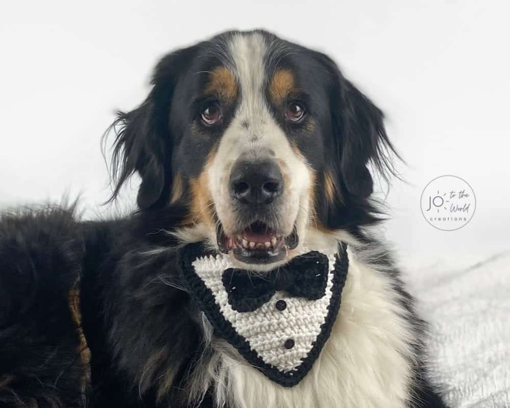 Tuxedo Dog Bandana – Free Crochet Pattern by Jo To The World